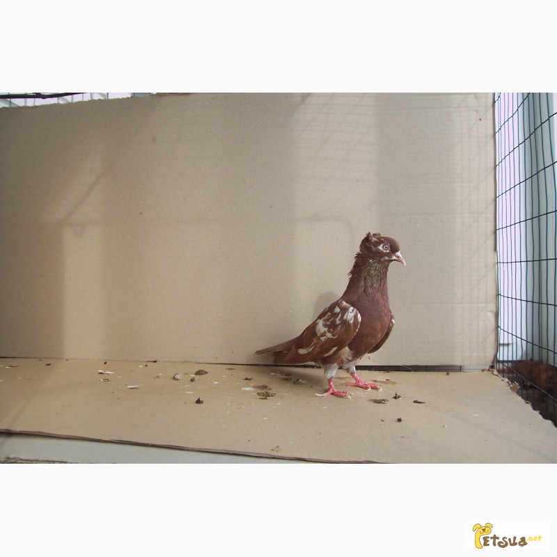 Фото 12. Бойные голуби