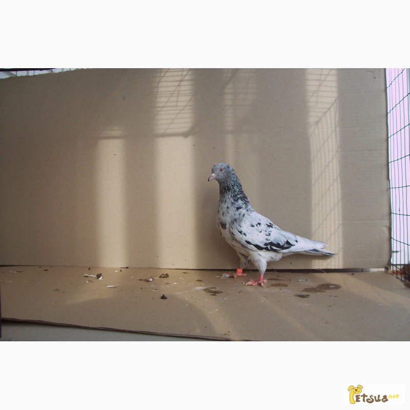 Фото 18. Бойные голуби