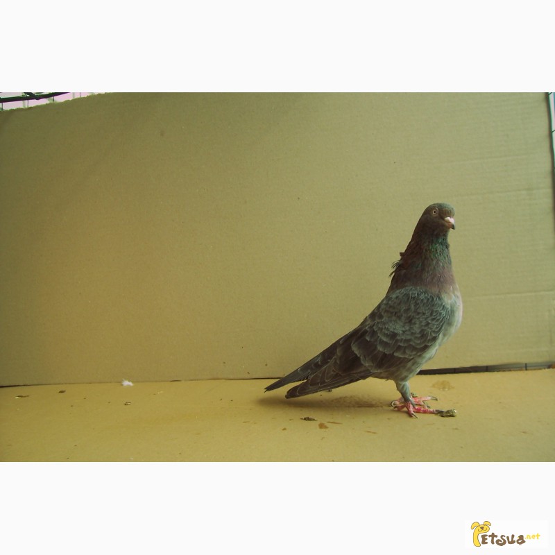 Фото 3. Бойные голуби