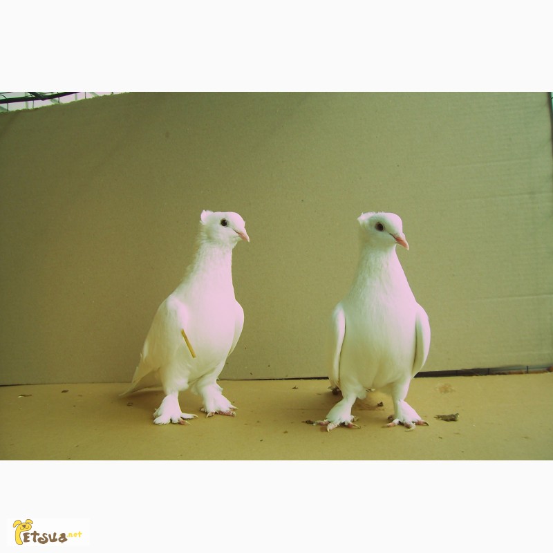 Фото 4. Бойные голуби