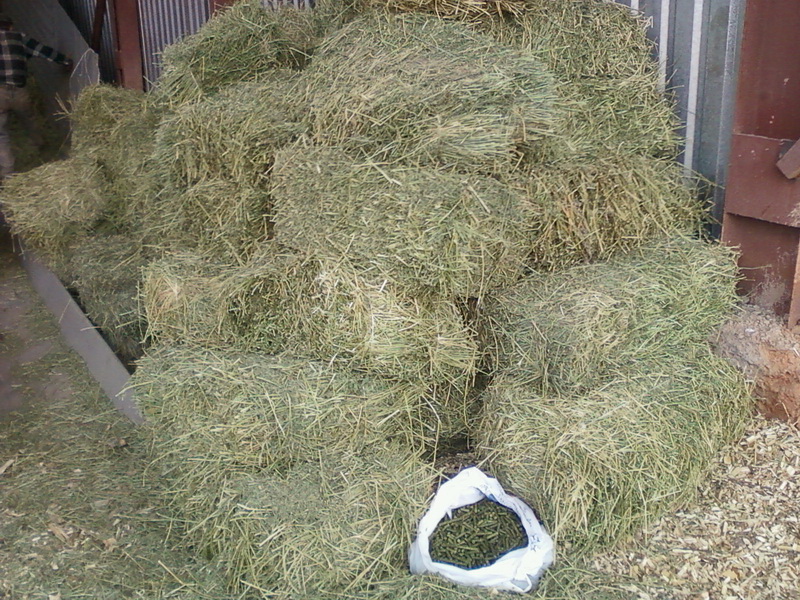 Фото 6. Гранулированное сено люцерны в мешках (30кг) с доставкой в Запорожье