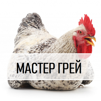 Інкубаційне Яйце. М#039;ясо-яєчний Крос Мастер грей з Угорщини. Вихід від 80% ціна 13 грн