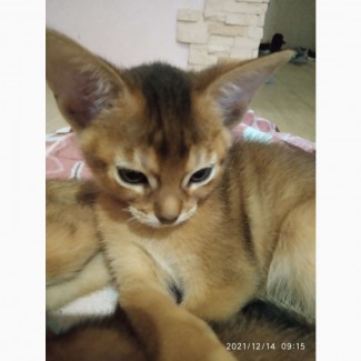 Абиссинский котенок (дикий окрас)
