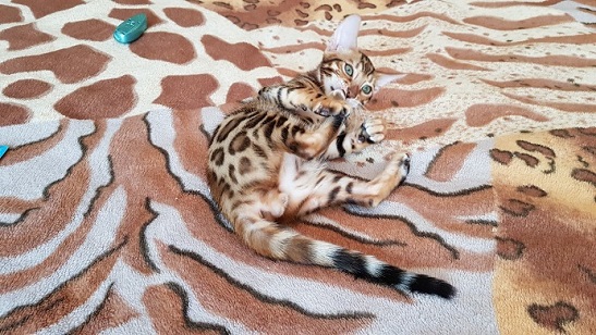 Фото 3. Кошки и котята бенгальской породы Житомир