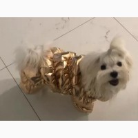 Продам красивую зимнюю одежду для собак