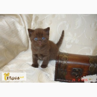 Британский котик шоколадного окраса