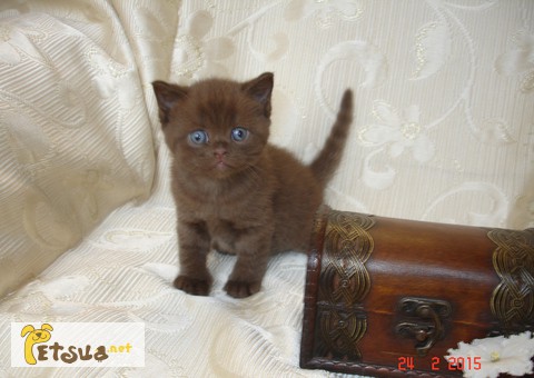 Британский котик шоколадного окраса