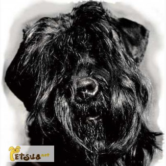 Русский черный терьер (Black Russian Terrier или Собака Сталина)