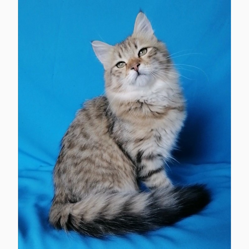 Фото 3. Сибирский кот