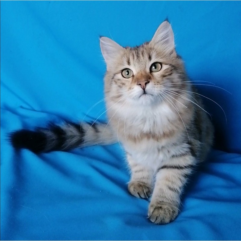 Фото 2. Сибирский кот