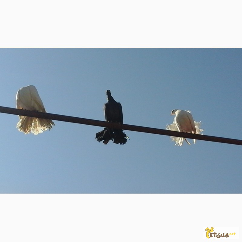 Фото 8. Срочная продажа голубей, торкут, дутыш и павлин.