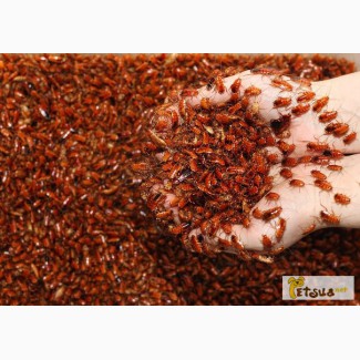Купить туркменский таракан недорого с доставкой по Украине
