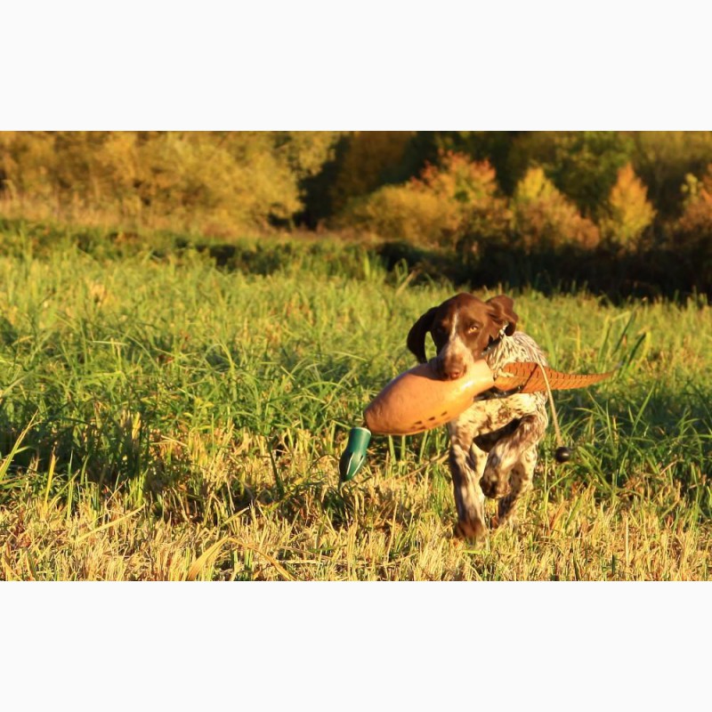 Фото 1/1. Высокопородный щенок курцхаара Afina vom Silber Herz (4 мес.), германские крови