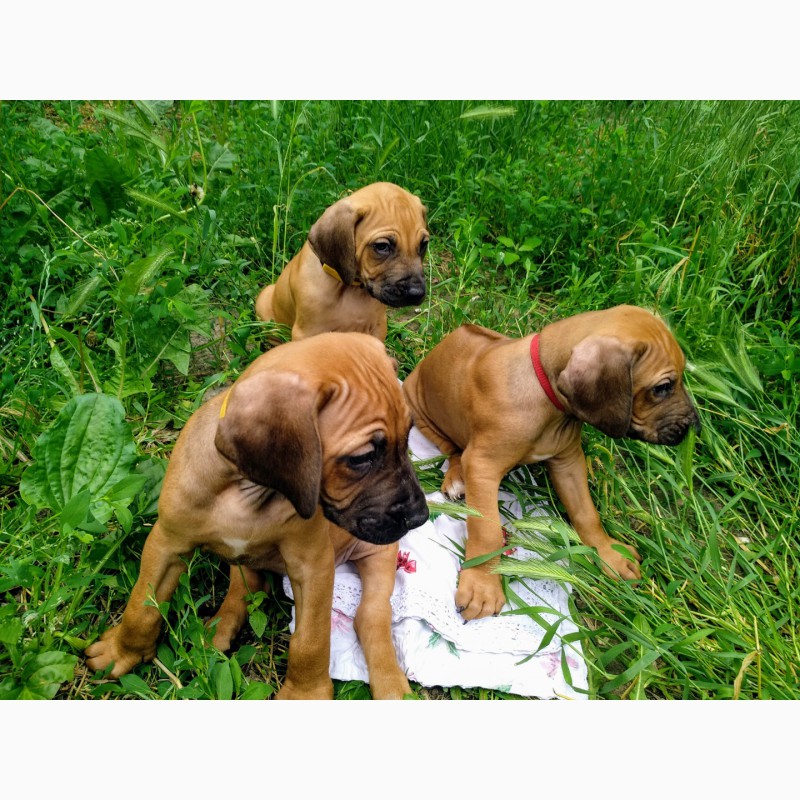 Фото 4. Продаются щенки родезийского риджбека