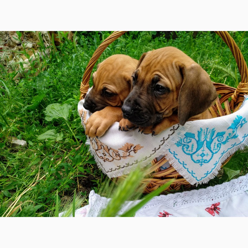 Фото 5. Продаются щенки родезийского риджбека