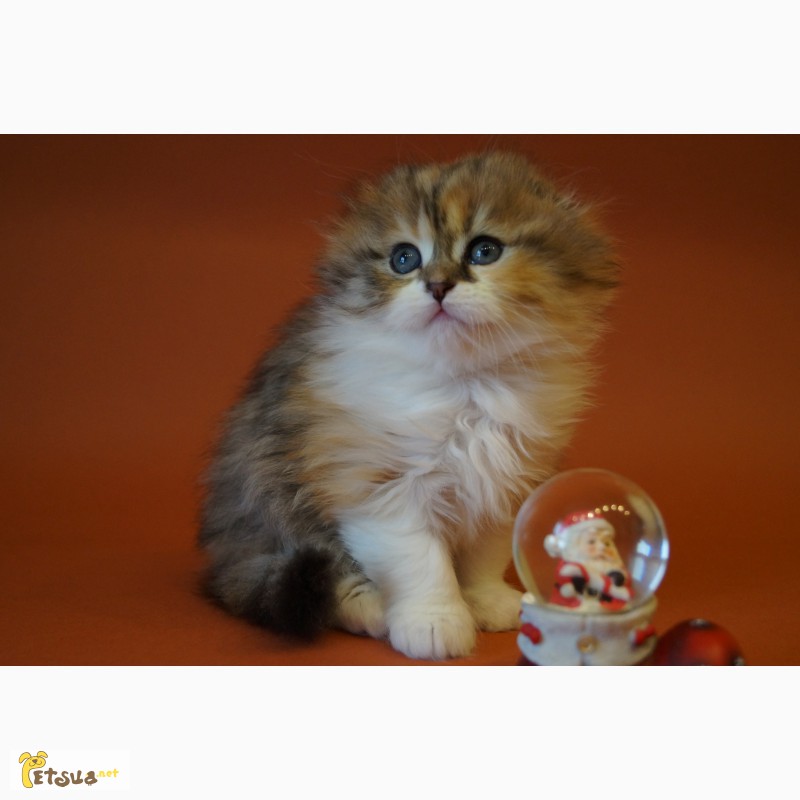 Фото 4. Продажа клубных котят скоттиш фолд
