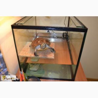 Продам красноухую черепаху с аквариумом и фильтром