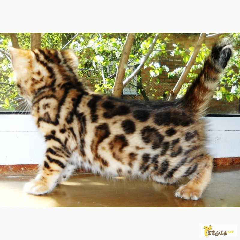 Фото 5. Бенгальские котята
