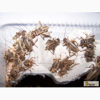Кормовые насекомые - сверчки банановые, таракан мраморный, отправка по всей Украине