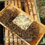 Подаю пчелосемьи карпатской породы