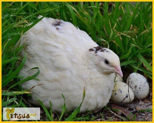 Фото 3. Яйца инкубационные перепела Белый Техасец - бройлер (США Texas A M)