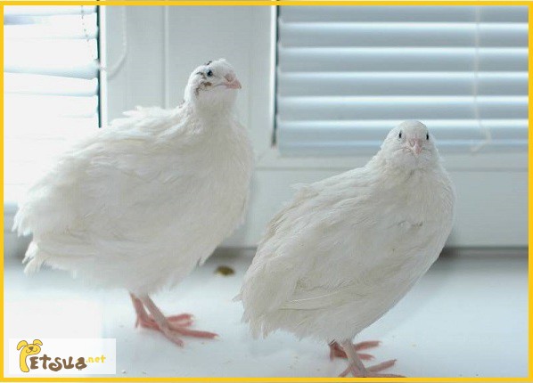 Фото 4. Яйца инкубационные перепела Белый Техасец - бройлер (США Texas A M)
