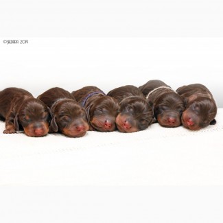 Шоколадные щенки мини-таксы