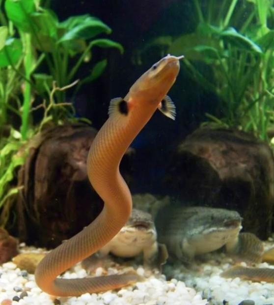 Чудо рыбка-змейка в вашем аквариуме! Каламоихт