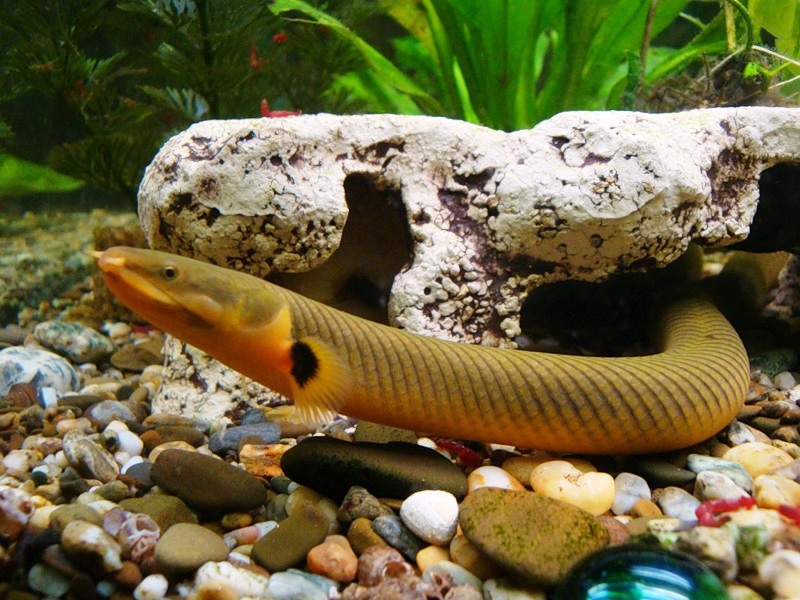 Фото 2. Чудо рыбка-змейка в вашем аквариуме! Каламоихт