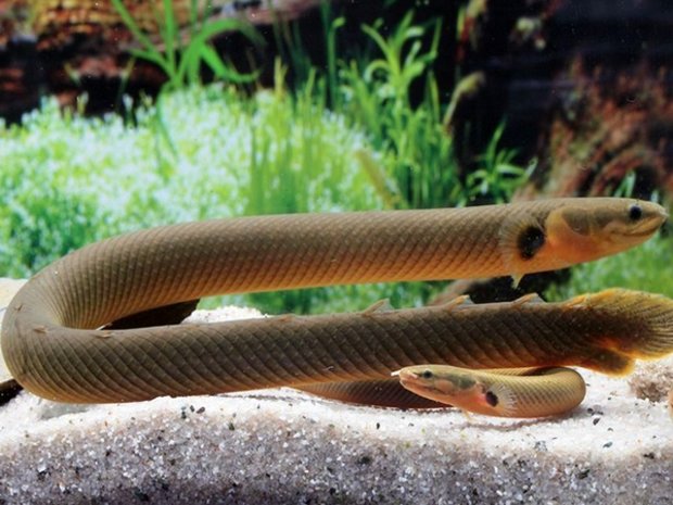 Фото 3. Чудо рыбка-змейка в вашем аквариуме! Каламоихт