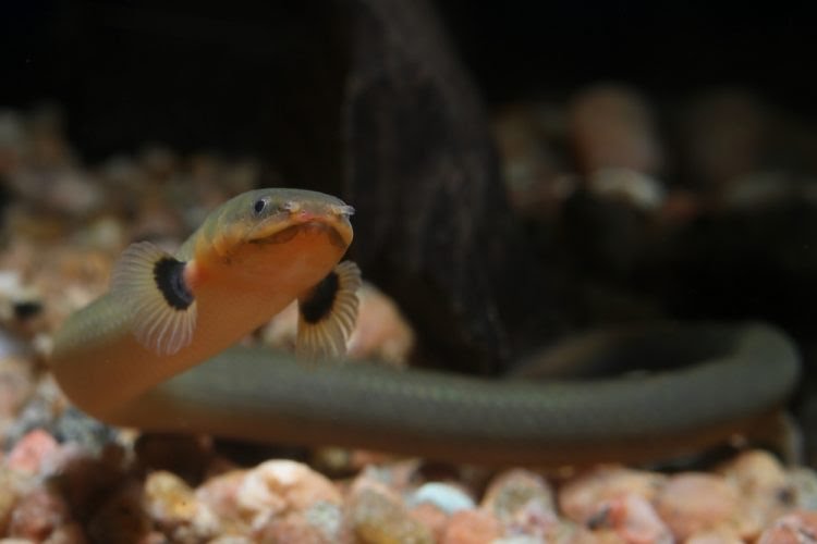 Фото 4. Чудо рыбка-змейка в вашем аквариуме! Каламоихт