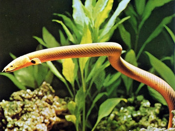Фото 5. Чудо рыбка-змейка в вашем аквариуме! Каламоихт