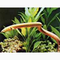 Чудо рыбка-змейка в вашем аквариуме! Каламоихт