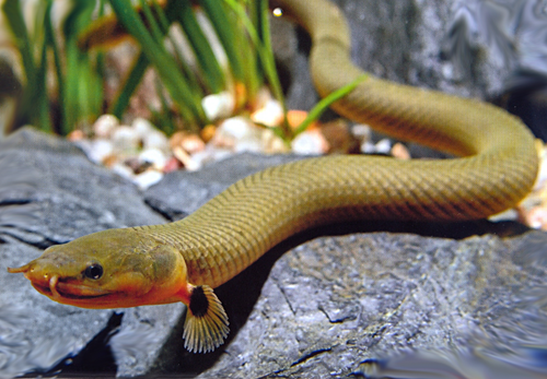 Фото 6. Чудо рыбка-змейка в вашем аквариуме! Каламоихт