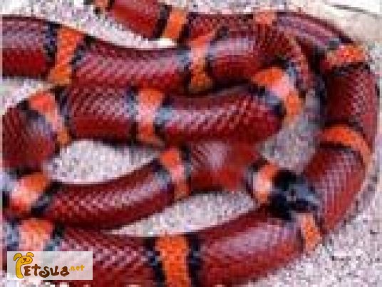 Ручные змеи – неядовитые живородящие, разные виды