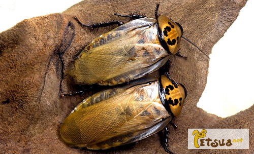 Шеститочечные тараканы (Eublaberus distanti)