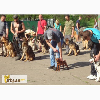 SMART-DOG - Центр дрессировки собак в Одессе
