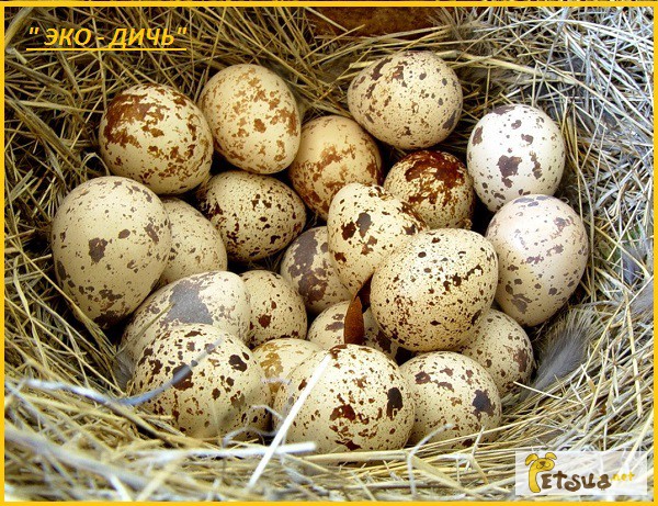 Фото 7. Яйца инкубационные перепела Фараон (селекция Испания)