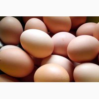 Продам яйце інкубаційне Редбро