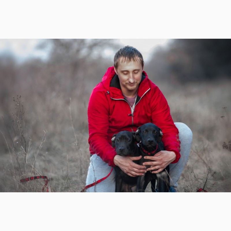 Фото 2. Купить щенка американского питбультерьера питбуля в Украине