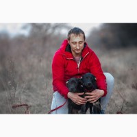 Купить щенка американского питбультерьера питбуля в Украине