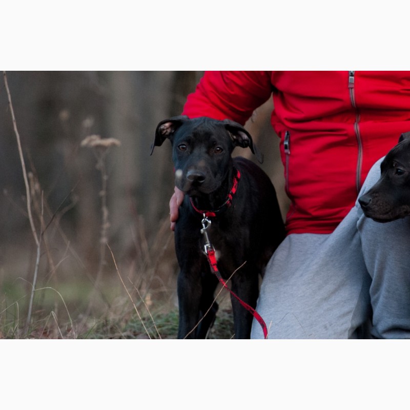 Фото 5. Купить щенка американского питбультерьера питбуля в Украине