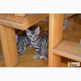 Продам бенгальского котенка - маленький леопардик у ВАС дома