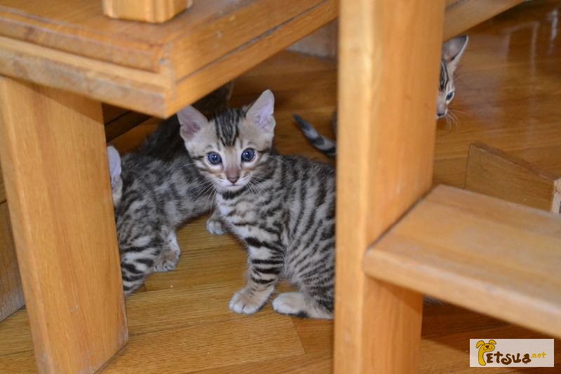 Фото 1/1. Продам бенгальского котенка - маленький леопардик у ВАС дома