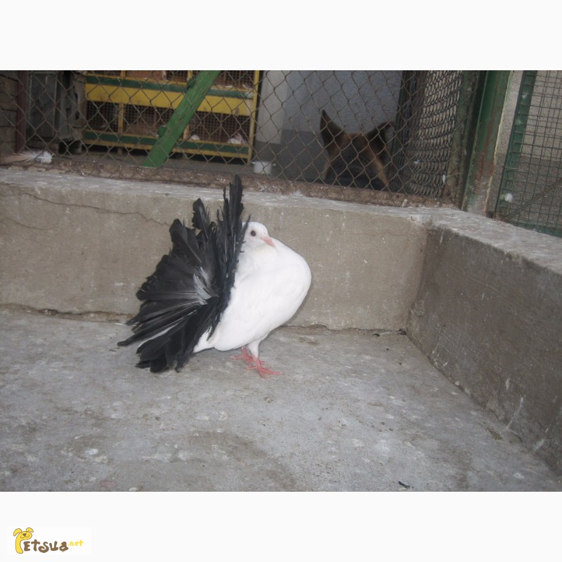 Фото 2. Продам голубей павлинов