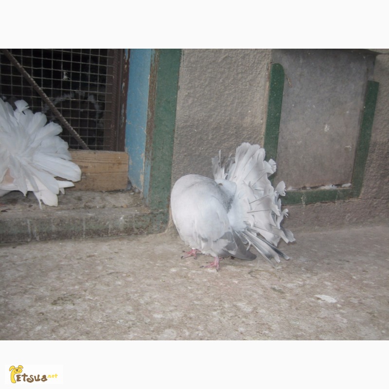 Фото 3. Продам голубей павлинов