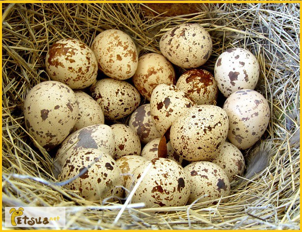 Фото 6. Яйца инкубационные перепела Феникс Золотистый - бройлер
