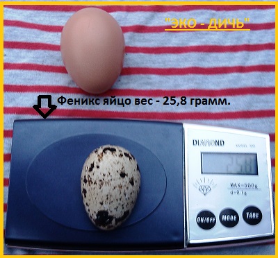 Фото 3. Яйца инкубационные перепела Феникс Золотистый - бройлер