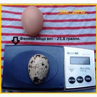 Яйца инкубационные перепела Феникс Золотистый - бройлер