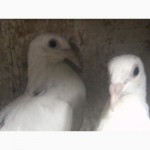 Продам голубей породы одесский горбоносый